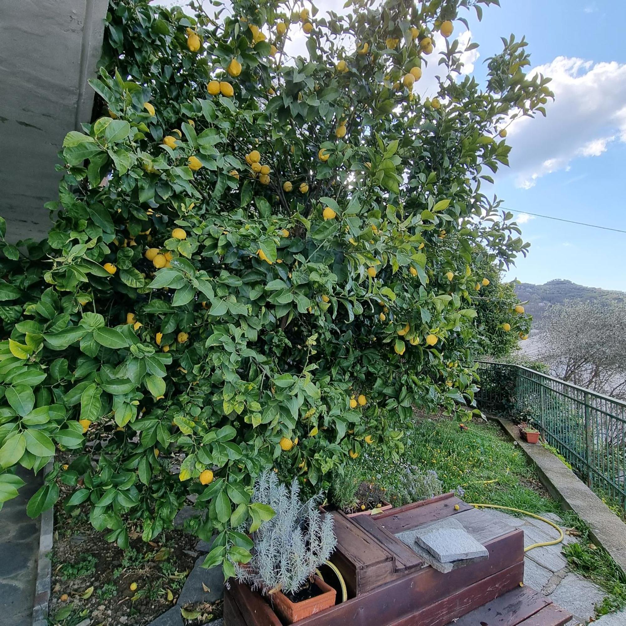 B&B La Terrazza Sui Fieschi Cogorno Exteriör bild